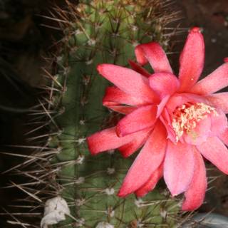 Pink Rose Cactus