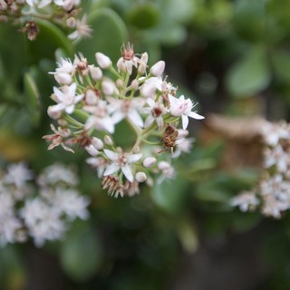 Delicate White Jade Plant Flowers in Bloom
