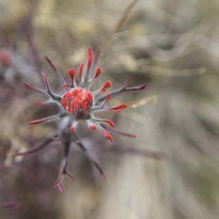Red Flower Sprouting in the Desert