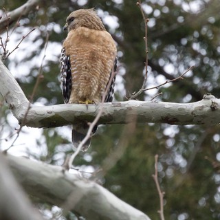 Red-shouldered Hawk Perched on Birch Branch
