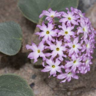 Purple Geraniums Bloom in Sandy Soil