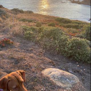 Canine Enjoying Scenic View of the Ocean