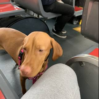 Doggy Bus Companion