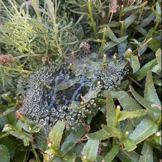 A Delicate Web of Nature