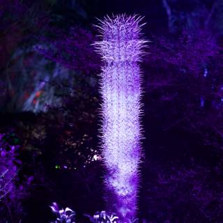 Enchanted Spire