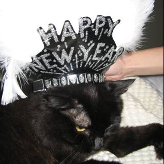 A Purrfect New Year