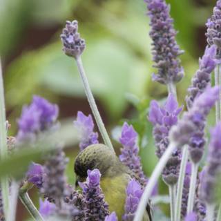Lavender Visitor