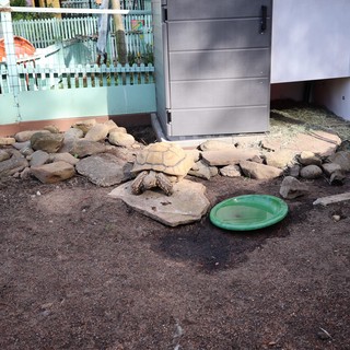 Tortoise Enclosure at Fantasyland Attraction