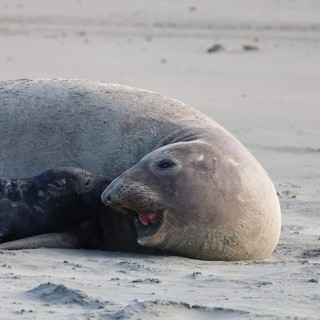 Elephant Seal Resting on Drakes Beach Shore