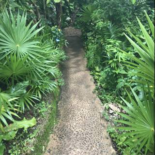 Path Through the Verdant Jungle