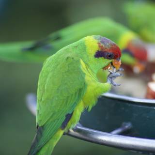 Green Parakeet Enjoying a Snack