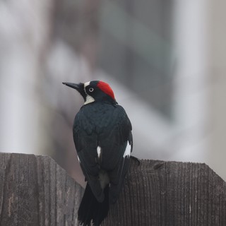 Acorn Woodpecker Perched on Weathered Wooden Fence
