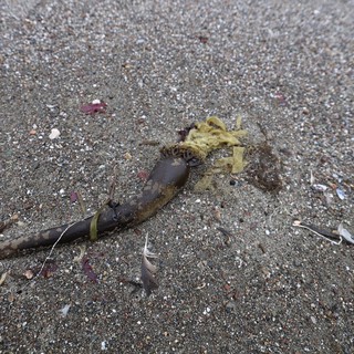 Washed Ashore: Kelp Stipe on Sandy Beach