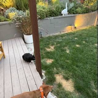 Backyard Adventures at Sunset