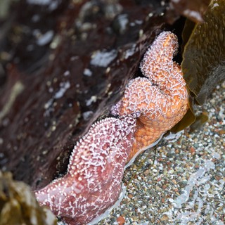 Ochre Sea Star Tucked Between Tidal Rocks