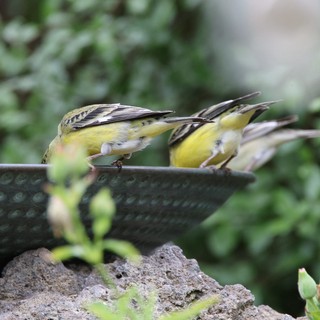 Two Yellow Finches Drinking from Garden Bird Bath