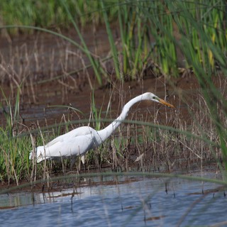 Great Egret Hunting in Shallow Wetland Waters