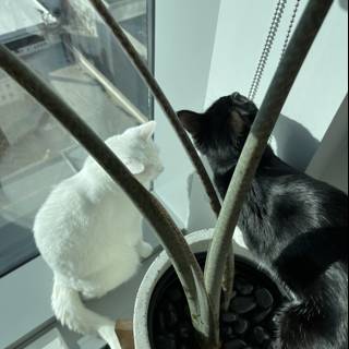 Window-Sitting Feline Companion