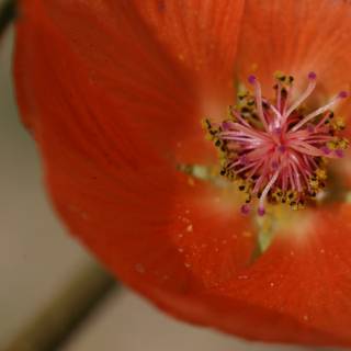 A Closer Look at an Orange Geranium