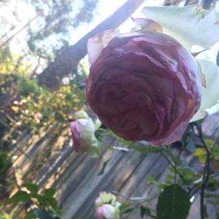 Pretty Pink Rose Blooms Amidst White Picket Fence
