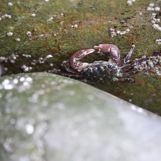 Shore Crab Perched Between Barnacle-Covered Rocks