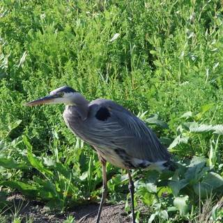 Great Blue Heron Hunting in Wetland Vegetation