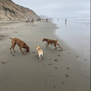 Playtime at the Beach