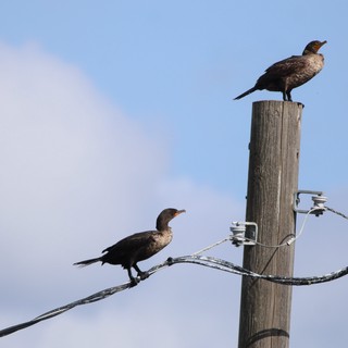 Double-Crested Cormorants Perched on Utility Pole at Sunset