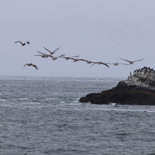 Pelicans in Flight Over Pacific Coastal Rock