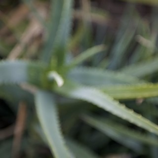 Abstract Botanical Study in Soft Focus