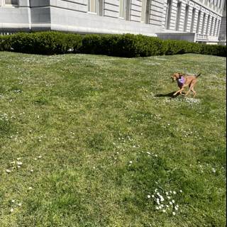 Happy Pup in Front of San Francisco City Hall