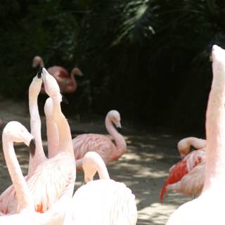 A Flamingo Flock in the Field
