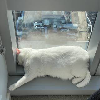 Contented Cat on San Francisco Windowsill