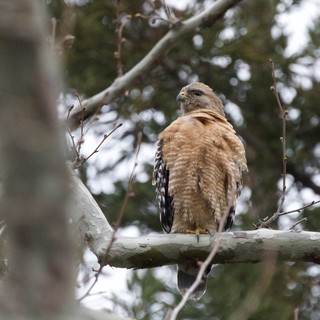 Red-Shouldered Hawk Perched on Winter Branch