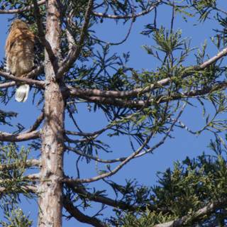 Encounter with the Accipiter