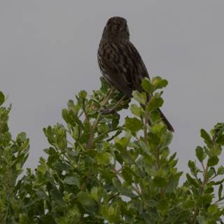 Sparrow's Perch