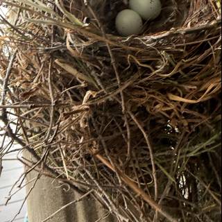 New Beginnings in Nature