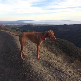 Majestic Vizsla overlooking the valley Caption: An elegant Vizsla stands proudly on a hill, taking in the breathtaking view of the valley below in Westridge-Canyonback Wilderness Park.