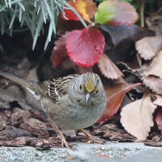 Golden-Crowned Sparrow Among Autumn Leaves