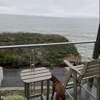 Serene Canine on a Pismo Beach Balcony