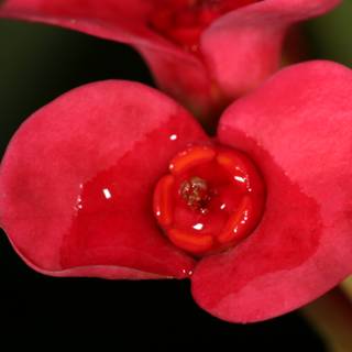 Vibrant Begonia with Water Droplets