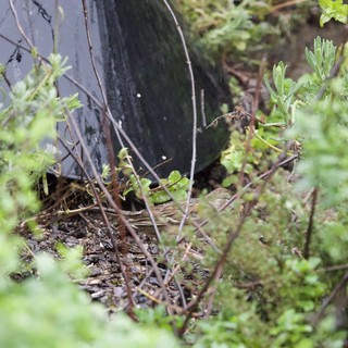 Black Barrel Nestled in Overgrown Garden Foliage