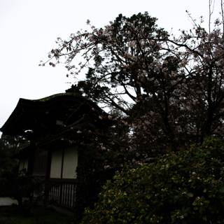 Serene Sakura Sanctuary