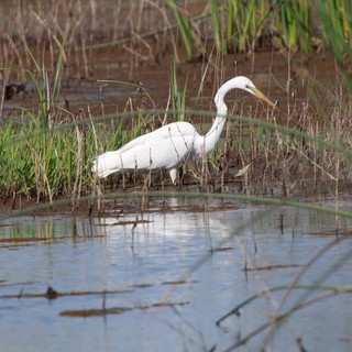 Great Egret Foraging in Yolo Bypass Wetlands