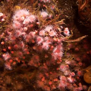 Subtle Beauty of Coral Reefs: A Monterey Encounter