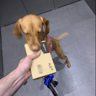 Canine Courier