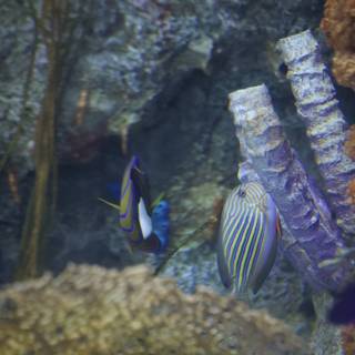 School of Angelfish in a Coral Reef Tank