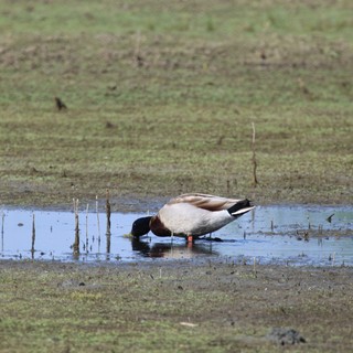 Northern Shoveler Duck Foraging in Shallow Wetland Pool