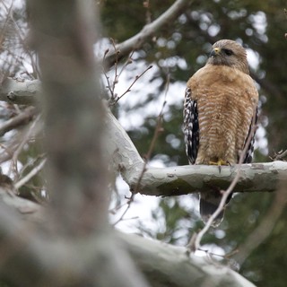 Red-shouldered Hawk Perched on Winter Branch