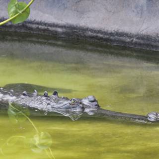 Stealth in the Water: A Crocodile's Quiet Dominance